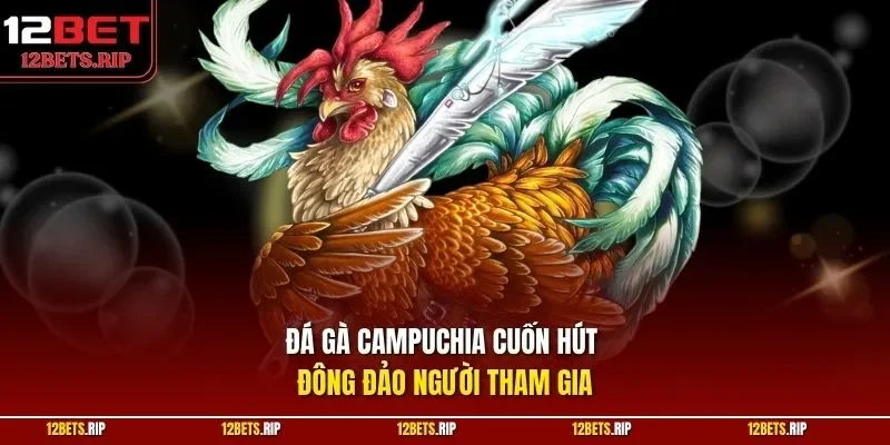 Đá gà Campuchia cuốn hút đông đảo người tham gia