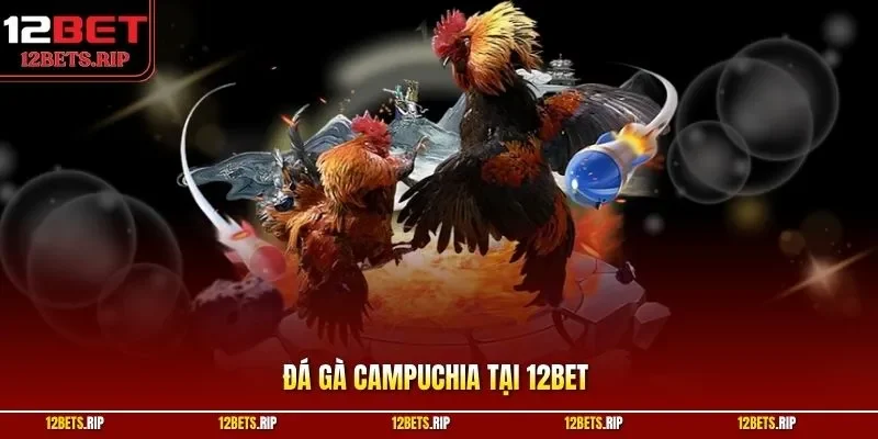 Đá gà Campuchia