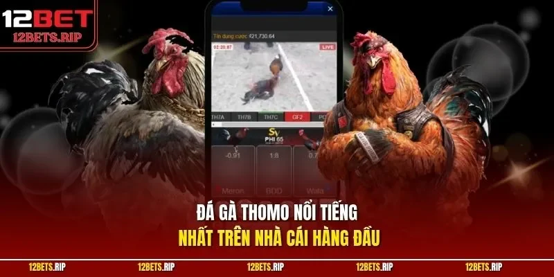 Đá gà Thomo nổi tiếng nhất trên nhà cái hàng đầu