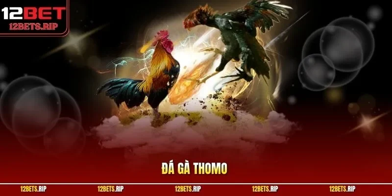 đá gà Thomo