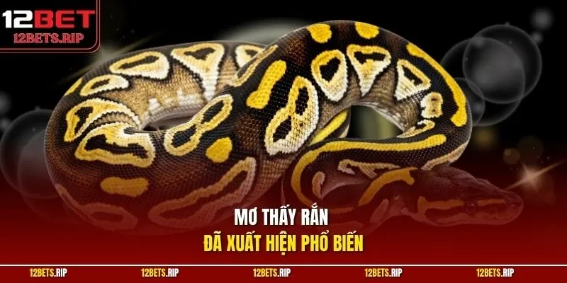 Mơ thấy rắn đã xuất hiện phổ biến