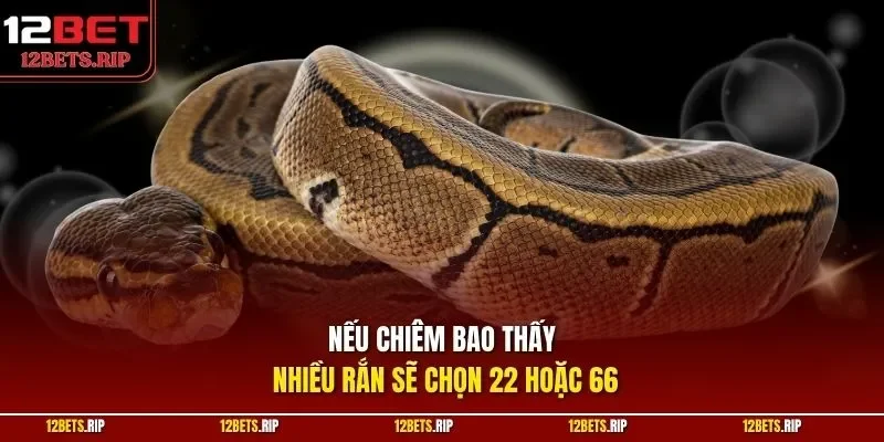 Nếu chiêm bao thấy nhiều rắn sẽ chọn 22 hoặc 66
