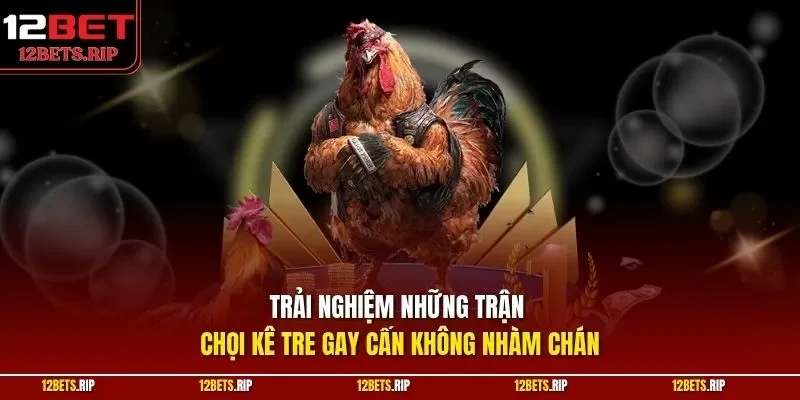 Trải nghiệm những trận chọi kê tre gay cấn không nhàm chán