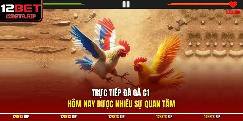 Trực tiếp đá gà C1 hôm nay được nhiều sự quan tâm