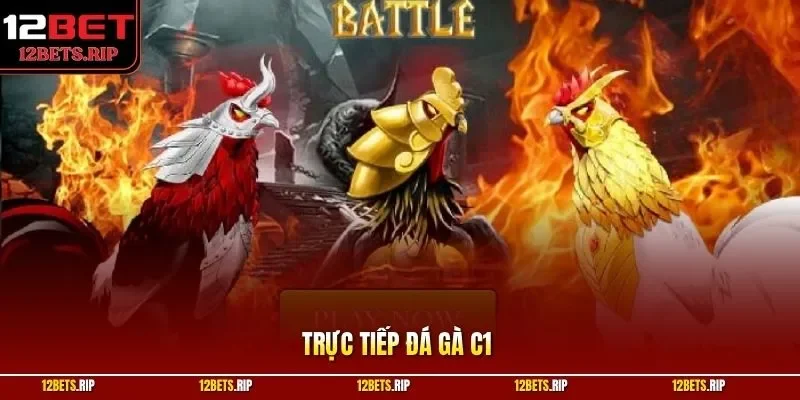 Trực Tiếp Đá Gà C1 Hôm Nay