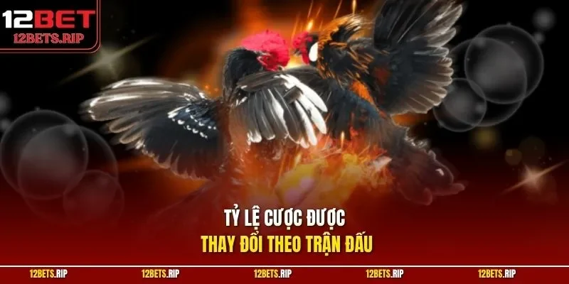 Tỷ lệ cược được thay đổi theo trận đấu